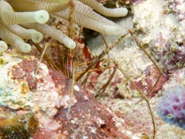 Yellowline Arrow Crab IMG 7379